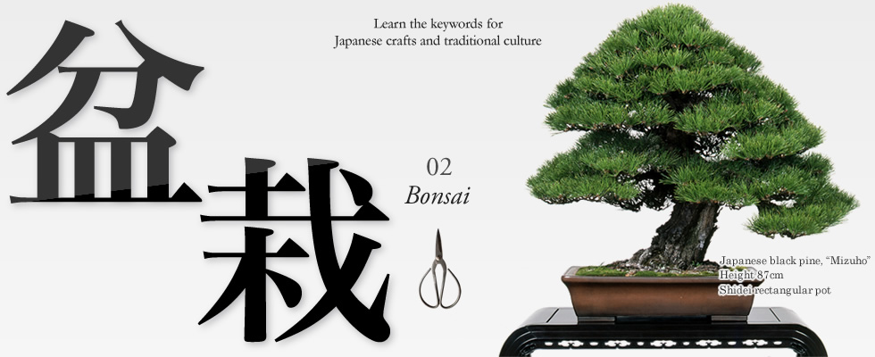 Learn the keywords for Japanese crafts and traditional culture 02「bonsai」