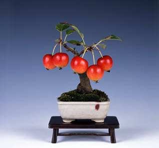 姫りんご　樹高11cm　和丸鉢