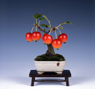 姬之蘋果 樹高11cm 和丸鉢