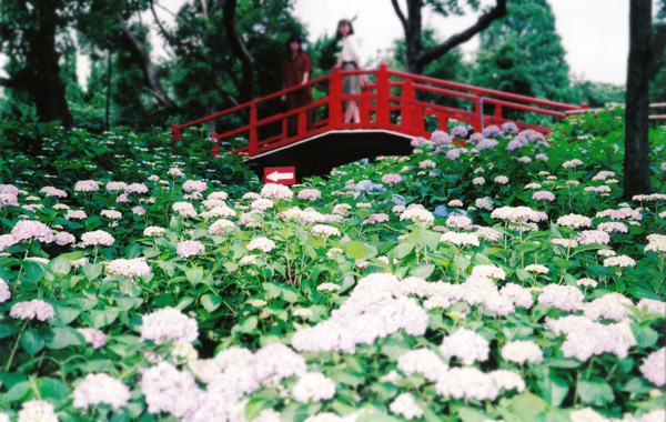 Fujimori Shrine Hydrangea Public Garden