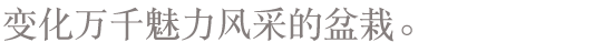 变化万千魅力风采的盆栽。
