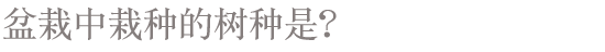 盆栽中栽种的树种是？