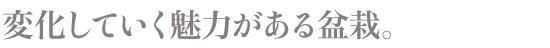 変化していく魅力がある盆栽。