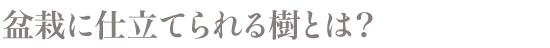 盆栽に仕立てられる樹とは？